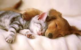 puppy and kitten cuddling
